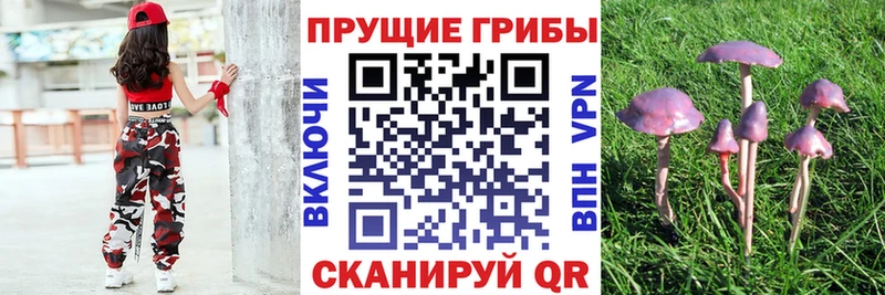 Псилоцибиновые грибы ЛСД  Купить где  Карачев 
